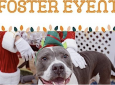 Home for the Holidays Foster Event